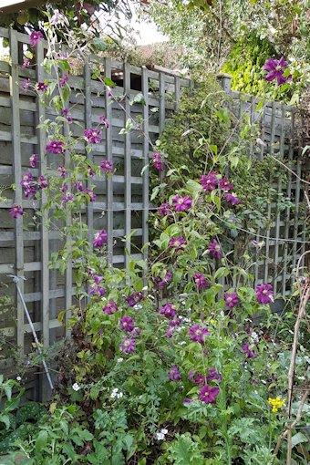 C. 'Vostok' second flowering October 2017©Fiona Woolfenden
