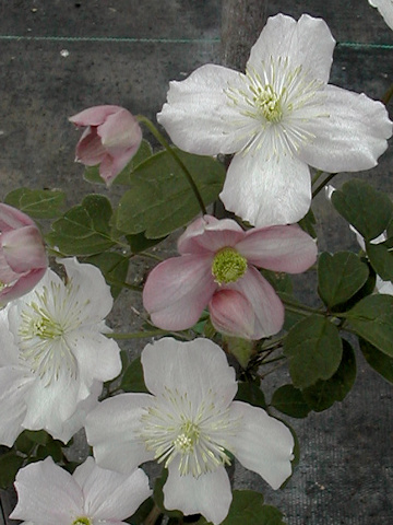 C. 'Tsunami Child'©Linda Beutler