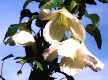 Clematis cirrhosa var. purpurascens 'Jingle Bells'