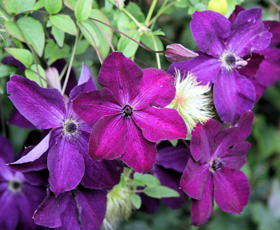 Newly opened C. 'Night Veil' with redder colour and darker centre than the older flowers©Ken Woolfenden