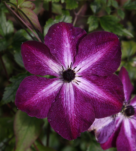 C. 'Night Veil' taken in June©Ken Woolfenden