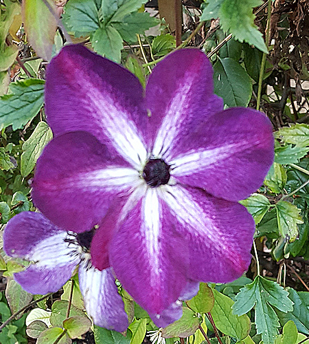 C. 'Night Veil' taken in October, with much whiter markings©Ken Woolfenden