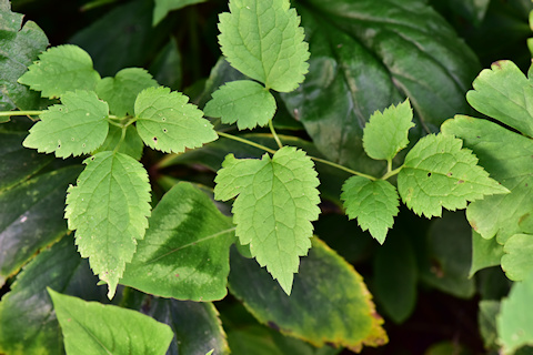 C. 'Jasper' leaves©Ton Hannink
