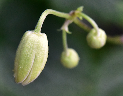 C. 'Jasper' buds©Ton Hannink