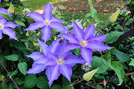 C. 'Vistula'©Lyndy Broder