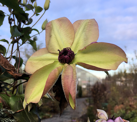 C. 'Fond Memories' early green flower©FRCC