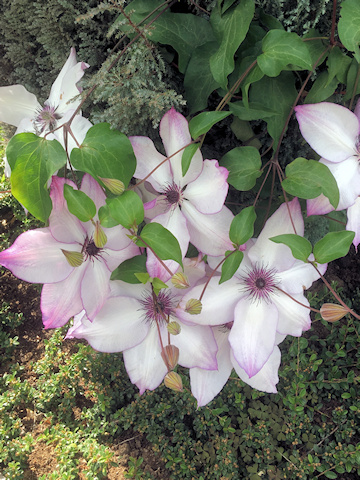 C. 'Fond Memories' against foliage©FRCC