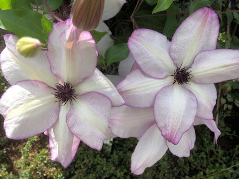 C. 'Fond Memories'©FRCC