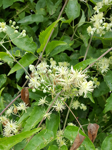C. vitalba flowers©Fiona Woolfenden
