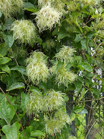 C. vitalba seedheads©Fiona Woolfenden