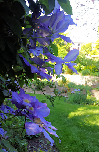 C. 'Will Baron'reverse side ©Laura Watson