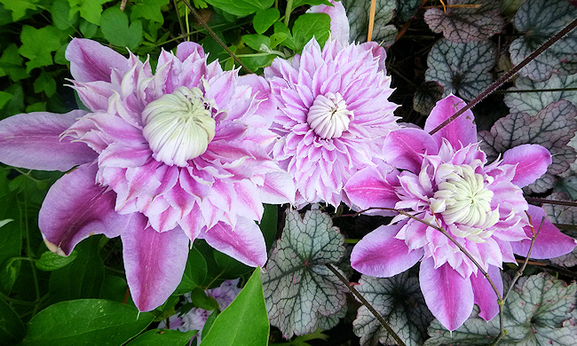 C. 'Evijohill' JOSEPHINE©Laura Watson