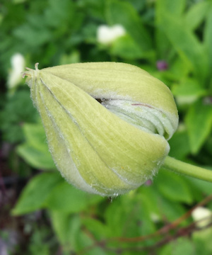 C. 'Evijohill' JOSEPHINE Bud©Laura Watson