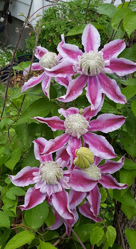 C. 'Evijohill' JOSEPHINE Early Blooms©Laura Watson