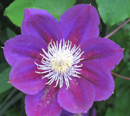 C. 'Myōjō'©Lyndy Broder