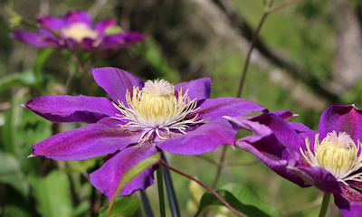 C. 'Myōjō'©Lyndy Broder