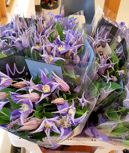 C. 'Zobluepi' AMAZING BLUE PIROUETTE©Fiona Woolfenden