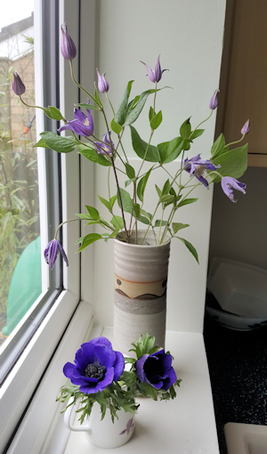 C. 'Zobluepi' AMAZING BLUE PIROUETTE©Fiona Woolfenden