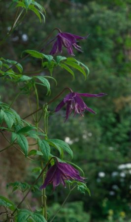 Clematis 'Jan Lindmark'