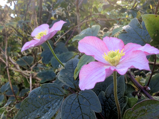 C. 'The Jewell' leaves and flowers in October&copy;Val Le May Neville-Parry