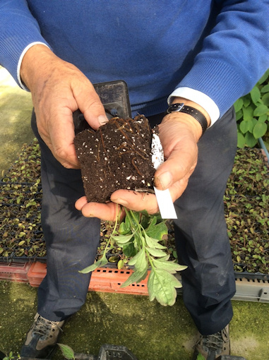 3/10/2017 - Alan showing root formation&copy;Val Le May Neville-Parry