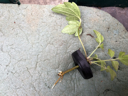 13/8/2018 - Embrionic roots of my plants&copy;Val Le May Neville-Parry