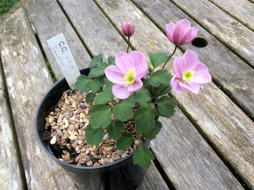 10/5/2016 - C. 'Chloe' (front)&copy;Val Le May Neville-Parry