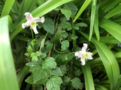 C. 'Emma Joan' flowers and leaves, front&copy;Val Le May Neville-Parry
