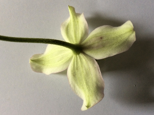 C. 'Emma Joan' flower, reverse&copy;Val Le May Neville-Parry