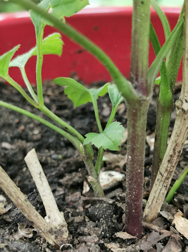 New stems of C. 'Emma Joan' emerging after having been potted up&copy;Chris King