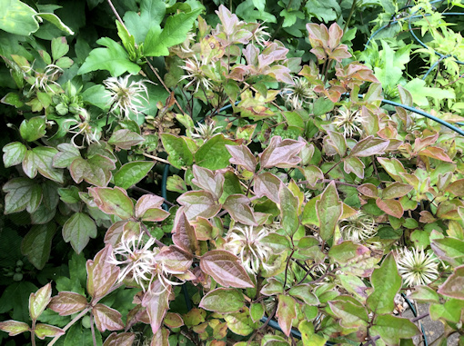 4/8/2019 - Bronze leaves and seed heads of C. 'Alan Postill'&copy;Val Le May Neville-Parry