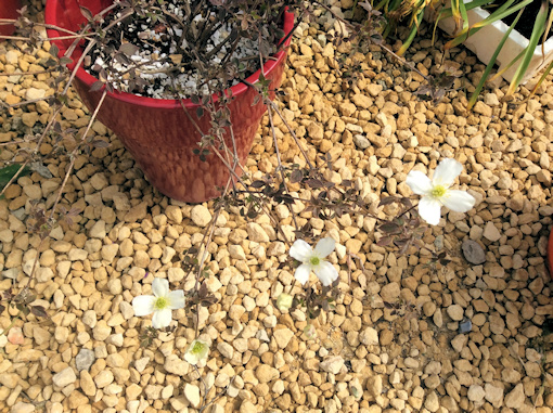 19/5/2019 - C. 'Brian Collingwood' multi-stemmed but sparse growth&copy;Val Le May Neville-Parry