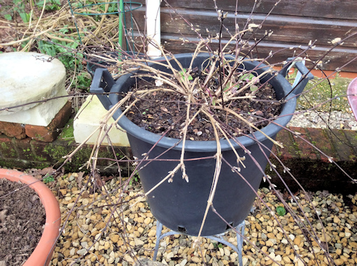 February 2020 - C. 'Brian Collingwood' budding up nicely&copy;Val Le May Neville-Parry