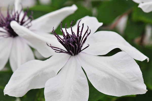 C. courtoisii©Ton Hannink C. courtoisii©Ton Hannink