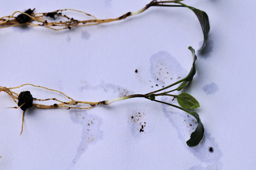 C. courtoisii seedling©Ton Hannink