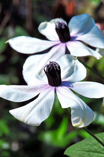 C. courtoisii showing the flat flower©Ton Hannink