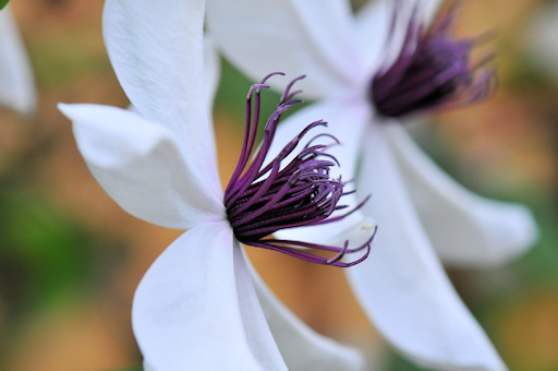C. courtoisii flower close-up©Ton Hannink
