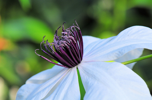 C. courtoisii flower close-up©Ton Hannink