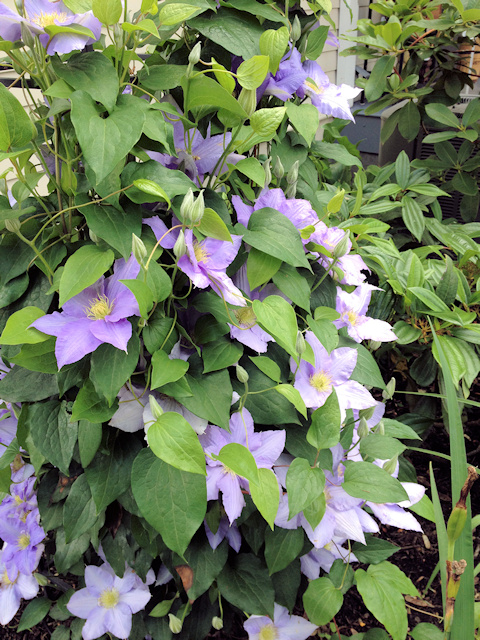 C. 'Evipo023' CÉZANNE™ at Ainsworth House from one side©Linda Beutler