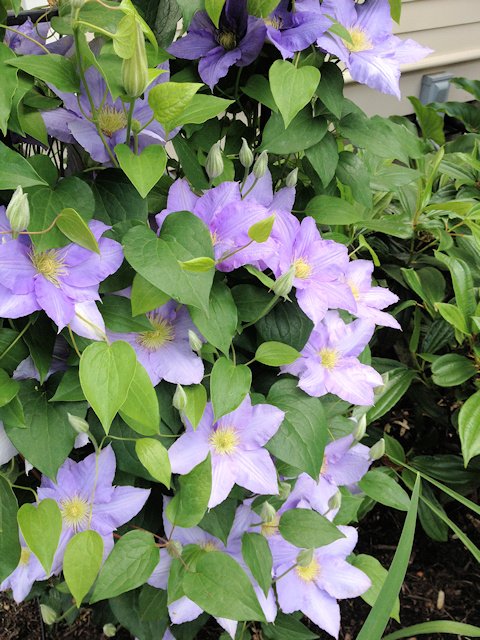 C. 'Evipo023' CÉZANNE™ at Ainsworth House from the other side©Linda Beutler