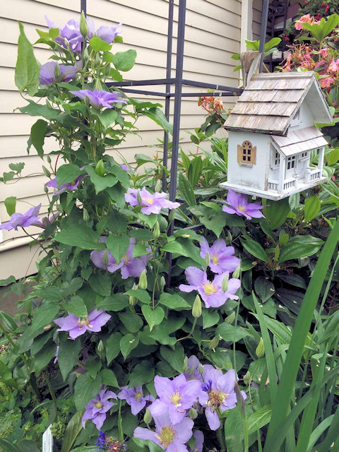 C. 'Evipo023' CÉZANNE™©Linda Beutler