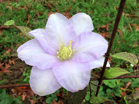 C. 'Evipo023' CÉZANNE - Autumn flower™ ©Linda Beutler