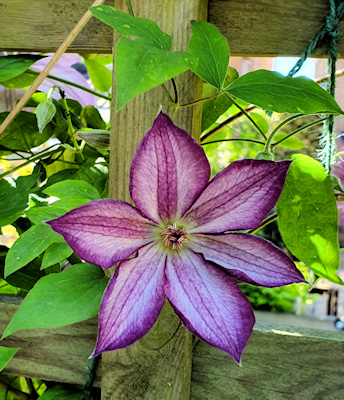 A young, just-opened, C. 'Zo09113' PERNILLE©Fiona Woolfenden