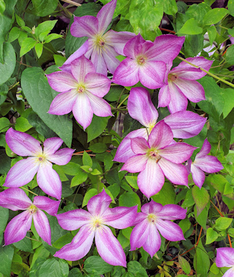 A cluster of young, just-opened, C. 'Zo09113' PERNILLE©Fiona Woolfenden