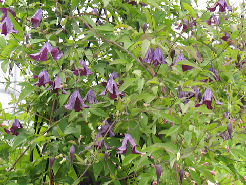 The very floriferous C. 'Bolam Belle'©Richard Hodson