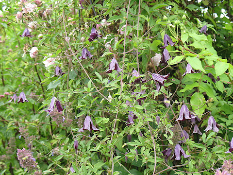 The very floriferous C. 'Bolam Belle'©Richard Hodson