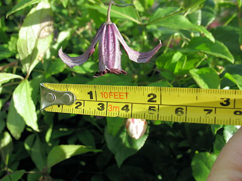 Flower size of C. 'Bolam Belle'©Richard Hodson