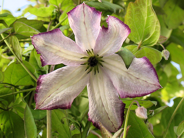 C. 'Richard's Picotee'©Richard Hodson