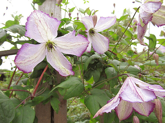 C. 'Richard's Picotee'©Richard Hodson