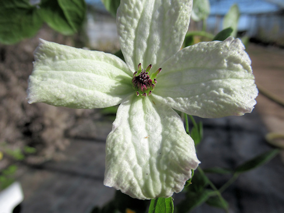 C. 'Kathryn Chapman'©Richard Hodson